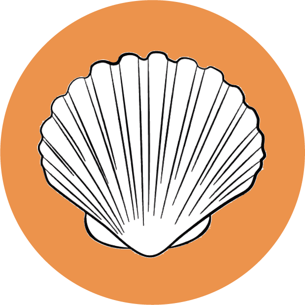 Concha pélvica